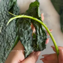 Mani che tengono un gambo di cavolo nero, con foglie scure e rugose sullo sfondo.