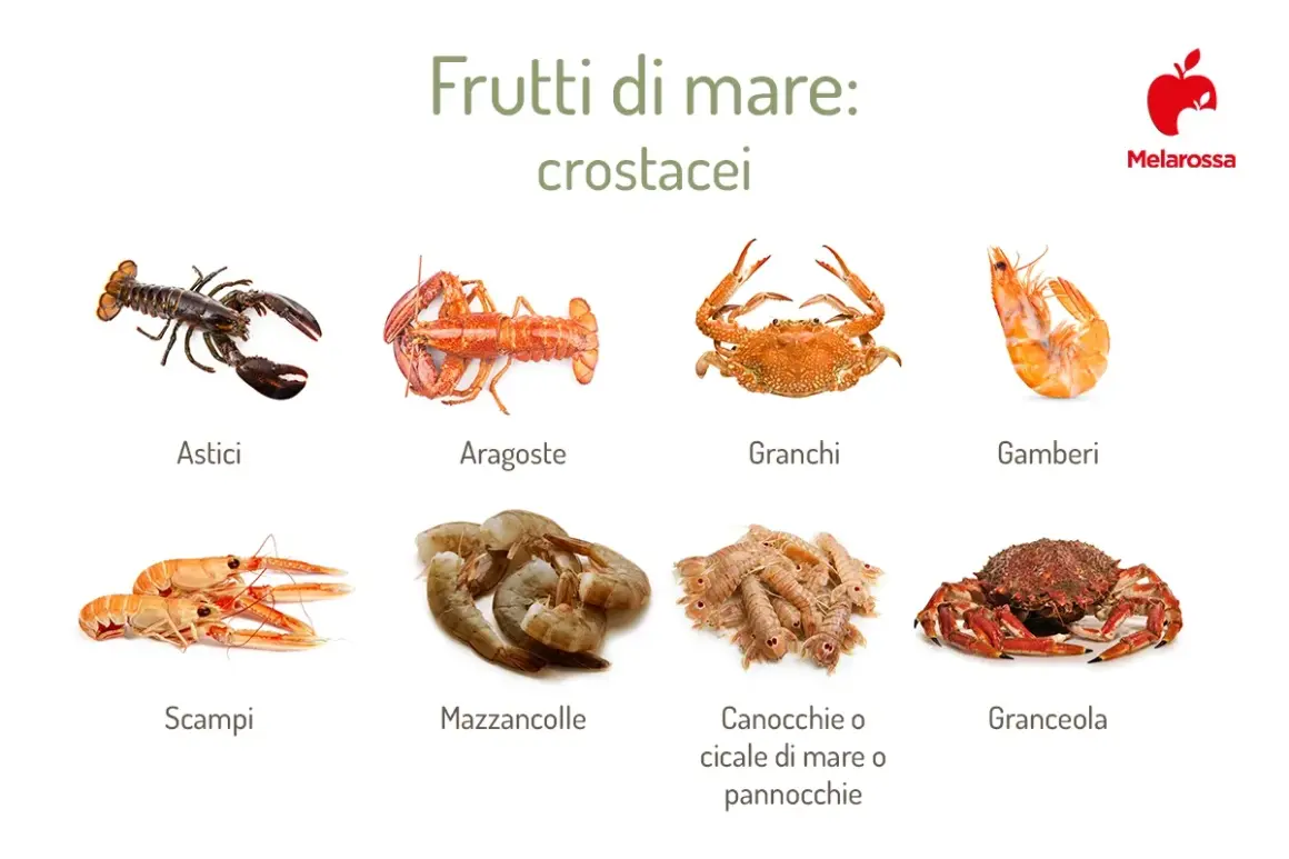 Vari tipi di crostacei quali sono: astici, aragoste, granchi, gamberi, scampi, mazzancolle, canocchie e granceola.