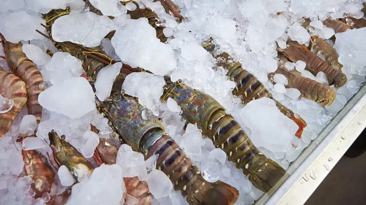 Un assortimento di crostacei quali sono: aragoste colorate e gamberi freschi, adagiati su un letto di ghiaccio tritato.