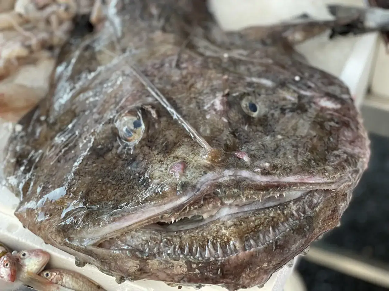 Primo piano di una coda di rospo con la bocca aperta e denti aguzzi. Sotto, alcuni pesciolini rossi.