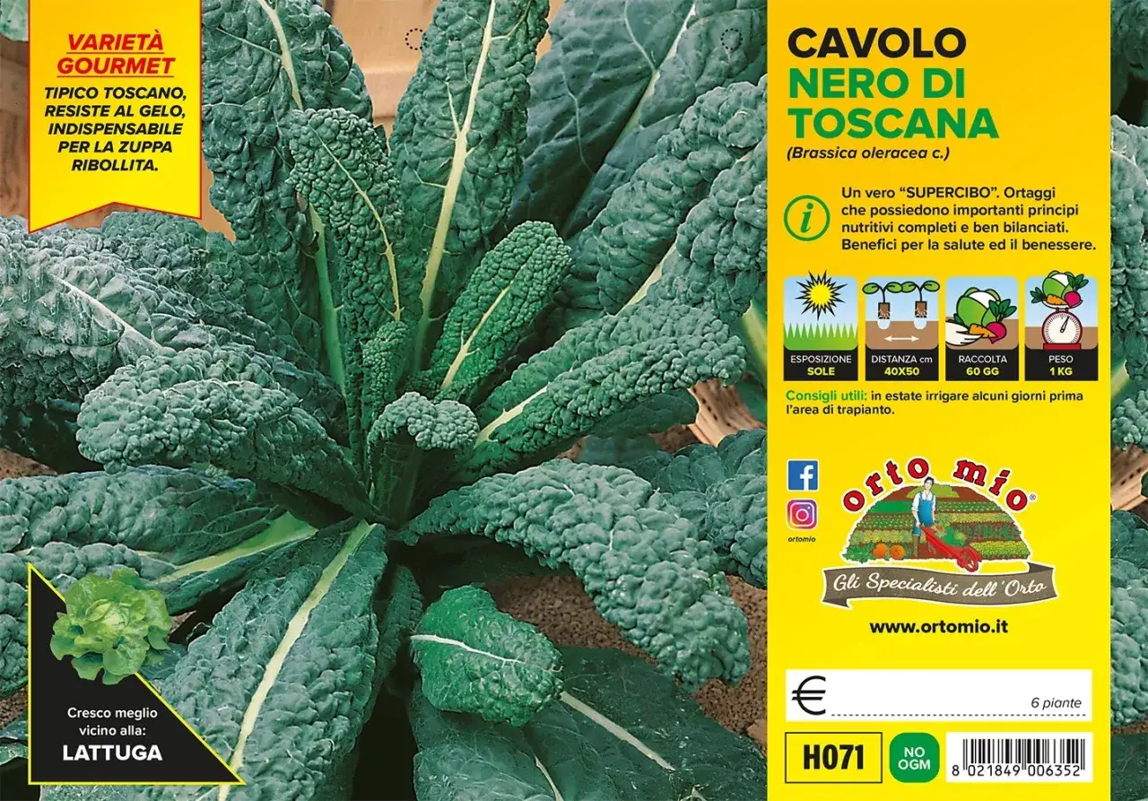 Cavolo nero di Toscana, varietà gourmet, ideale per la zuppa ribollita. Cresce bene vicino alla lattuga.
