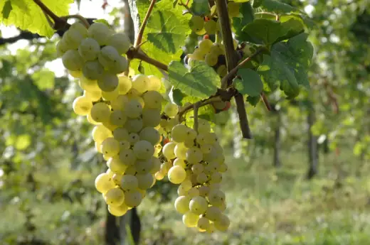 Manzoni Bianco - Il vitigno che unisce Riesling e Pinot Bianco